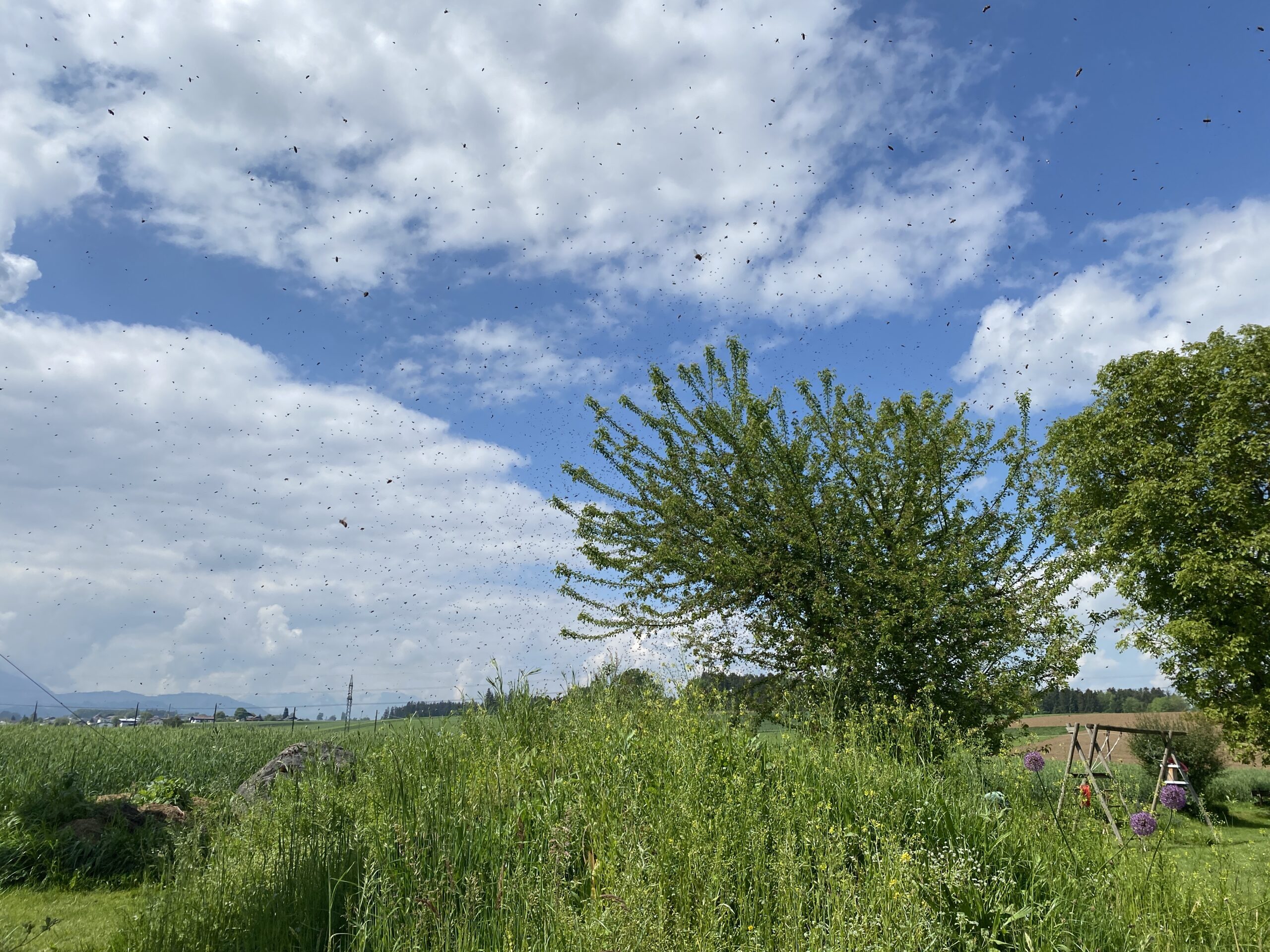 Ein Bienenschwarm: unzählige Bienen schwirren in der Luft, der Himmel ist blau mit einigen weißen Wolken.